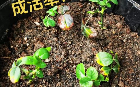 月季扦插最佳时间与全流程技术指南