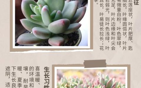 新手必看：多肉植物科学养护全指南