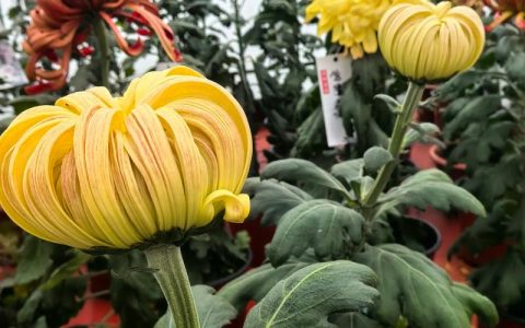 我花开后百花杀是指什么花？揭秘黄巢诗句中的菊花