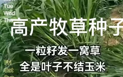玉米草种子价格多少钱一斤？市场报价与影响因素全解析