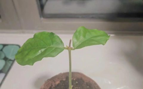 茉莉花什么时候扦插最好？掌握这两个黄金季节，成活率高达90%