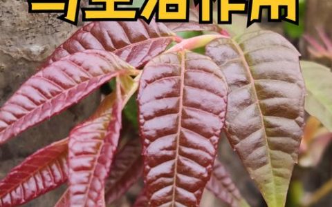 香椿的功效与禁忌：春季养生菜，食用前必读的安全指南