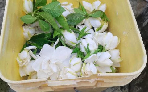 孕妇能闻栀子花味吗？园艺专家的详细建议