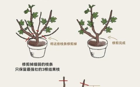 无花果剪枝正确方法：家庭与规模化种植全攻略