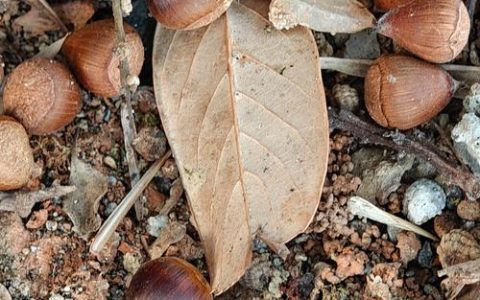 榛子树（平榛）植物百科介绍