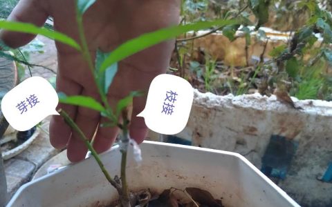 桃树嫁接最佳时间与成活率提升全攻略
