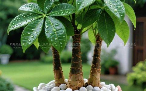 家里适合种什么树？科学选种与盆栽养护全指南