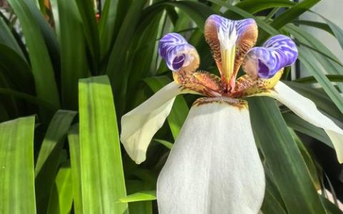 鸢尾花什么时候开？全周期养护指南与花期调控