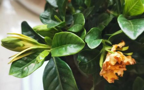 栀子花未开花苞发黄怎么办？促花保花全攻略
