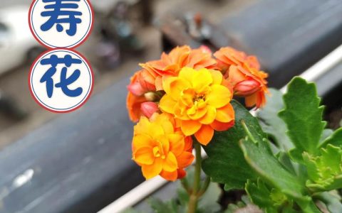 长寿花最佳扦插时间与全流程繁殖技术指南