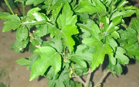 木椒子与木椒树：花椒科花椒属植物