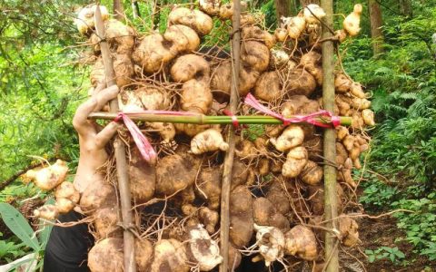 黄精种子多少一公斤？2026年最新价格与种植成本全解析