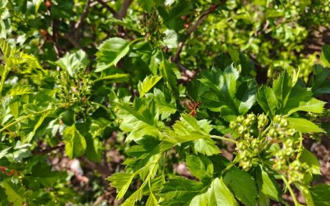 山楂树能种在院子里吗？揭秘风水争议与科学种植全指南