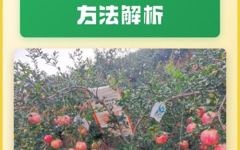 石榴树施肥时间表与正确方法：四季高产养护指南