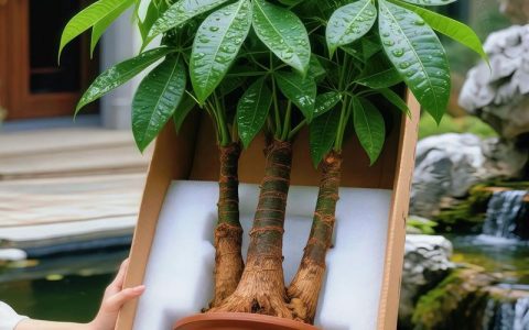 家中种什么树最旺宅？5种风水吉祥树推荐及种植指南