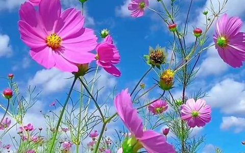 格桑花是多年生还是一年生？家庭园艺种植全指南