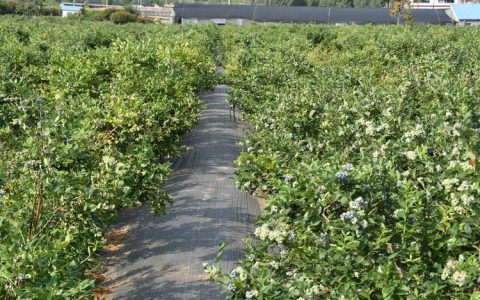 北方能种蓝莓吗？高寒地区蓝莓种植全攻略