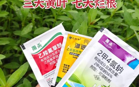 水花生用什么除草剂可根除？高效清除与防治全攻略
