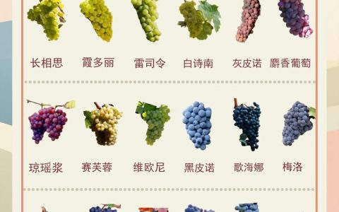 红提葡萄品种优缺点全面对比：红地球与美人指的选择指南
