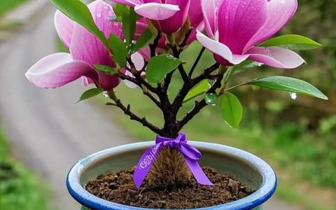 盆栽玉兰花的科学养殖方法与四季养护指南