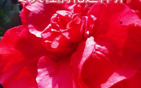 杜鹃花冬天怎么养护？家庭园艺专家的越冬指南