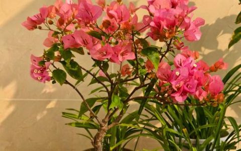 三角梅开花期间可以施肥吗？花期促花施肥全攻略