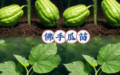 佛手瓜苗怎么种植和管理：从选种到丰收的7步实操指南