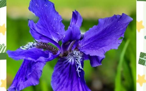 蓝色鸢尾花养殖指南：花语寓意、花期养护与促花技巧