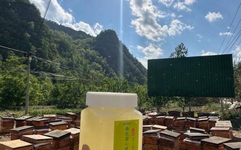 正宗槐花蜜多少钱一斤？产地、季节与品质影响报价详情