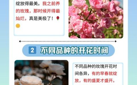 玫瑰花几月份开花？全周期养护指南与花期促花技巧