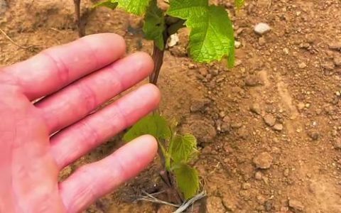 葡萄什么时候种植最好？地栽葡萄种植全攻略