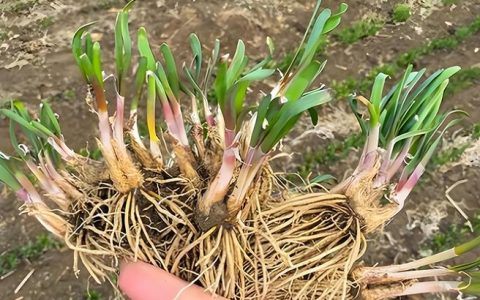 夏天韭菜能移栽吗？掌握这7步操作法，成活率高达90%