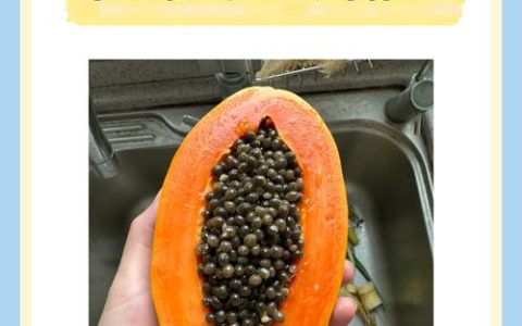 木瓜籽有什么功效作用？能吃吗？_中草药科普
