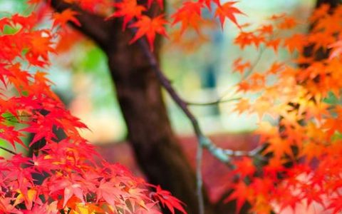 香山红叶是什么树？揭秘香山红叶的“真身”黄栌
