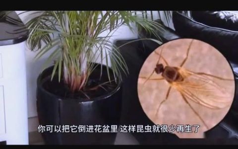 盆栽植物长飞虫怎么消灭？家庭除虫安全指南