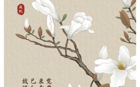 白玉兰花的寓意与象征：纯洁高洁与志向的象征