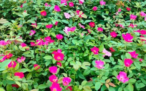 月季花多久施肥一次？四季施肥频率与技巧全解析