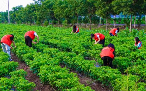2025-2026年高收益农作物种植技术指南
