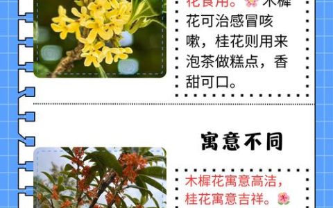 桂花为什么又叫木樨？揭秘同一种花的两个名字