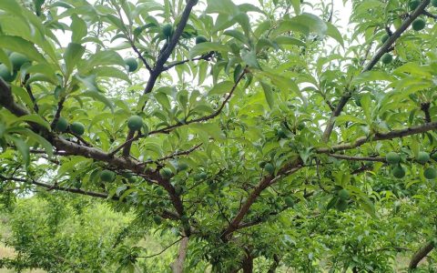 蜂糖李最佳授粉树品种推荐及种植配置指南