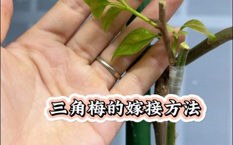 三角梅6种嫁接方法详解：提高成活率的科学操作指南