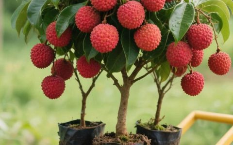 荔枝树苗什么时候种植最好？2026年最佳种植时间与全流程指南