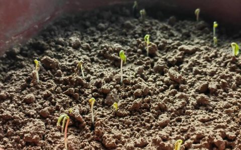格桑花什么时候播种？最佳时间与种植全攻略