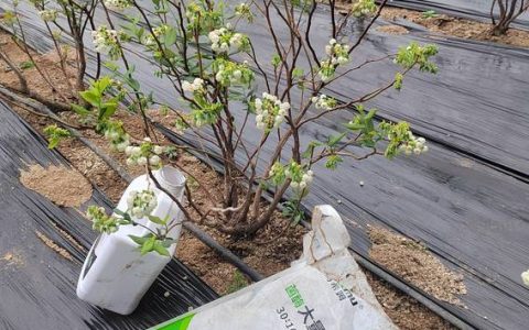 蓝莓挂果期如何施肥：科学养护指南