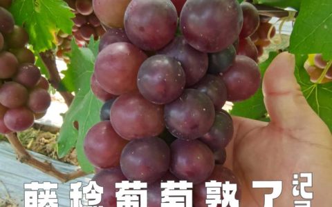 藤稔葡萄品种详细介绍：果粒巨大、口感优良的庭院优选