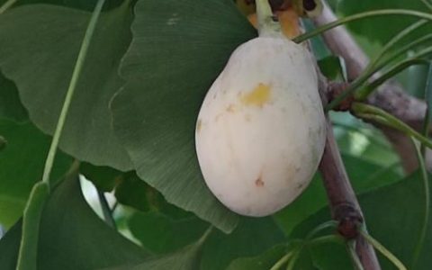 银杏的果实叫什么？银杏科银杏属植物百科