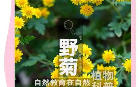菊花与野菊花功效区别：从食用安全到药用禁忌的全面科普