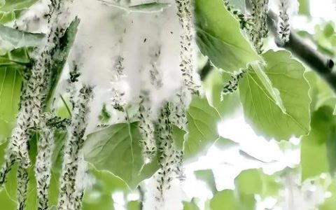 柳絮是柳树的种子还是柳树的花？柳树种植与过敏防护指南