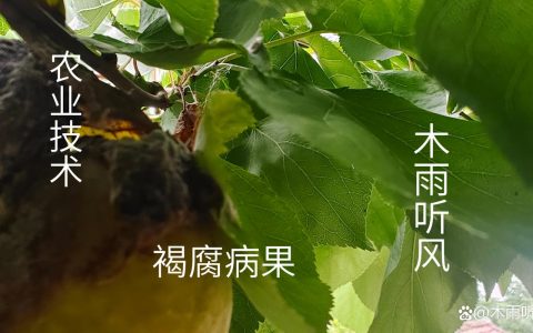 杏树常见病12种及防治全攻略