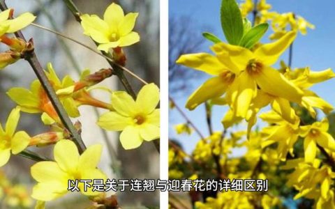 连翘与迎春花的区别：外观、习性及种植指南
